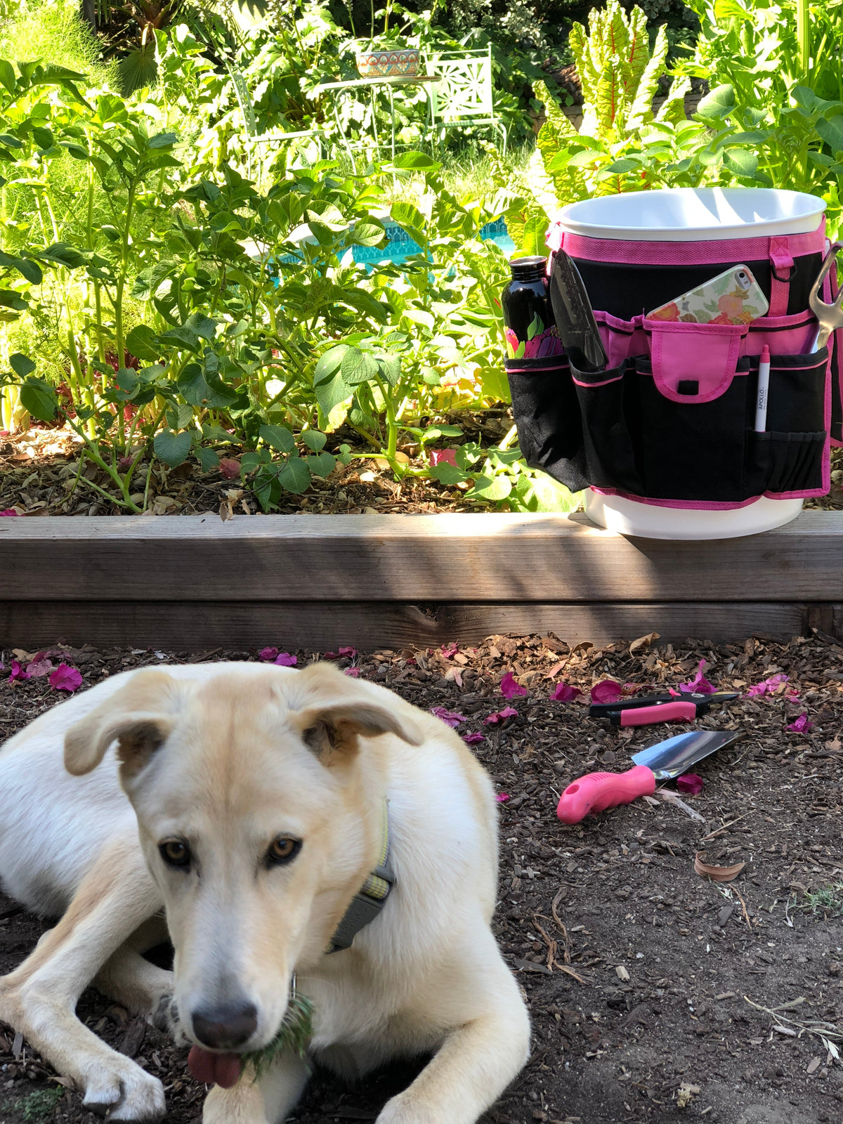 Bucket Organizer - Pink - DT0825P - Prop and Piston
